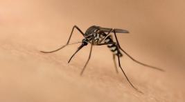 Роспотребнадзор заметил в Турции комаров с вирусом Зика   