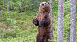 В Хабаровском крае пенсионерка напугала медведя грозным рыком