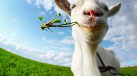В Индии голодная коза объела хозяина на тысячу долларов