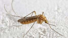 Генетики научились менять пол комарам