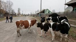 В Хакасии начат прием заявок на деньги за содержание коров, коней и овец
