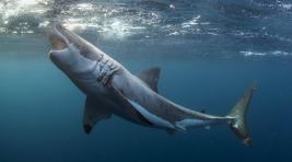 На Багамах три акулы растерзали студентку из США