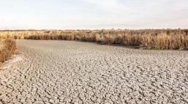 В Алтайском районе засуха погубила 90 тысяч гектаров посевов