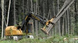 Надзорные органы Хакасии обсудили проблемы лесопользования в республике