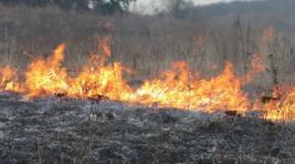 В Красноярском крае спасатели нашли в лесу потерявшихся пожарных