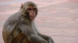 Эволюция не дремлет: В Китае обезьяна использовала камень для побега