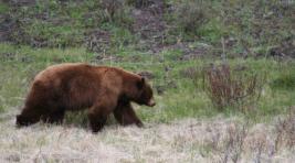 В «Ергаках» медведь напал на туристов: погиб один человек