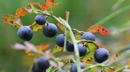 Минлесхоз Хакасии: Сбор ягод в республике начнется 20 августа