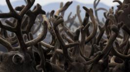 В Якутии от неизвестной болезни погибли сто оленей