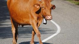 В Хакасии автомобиль врезался в стадо коров
