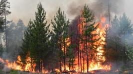 В Марий-Эл из-за лесного пожара эвакуировали детский лагерь
