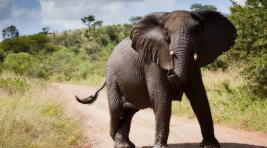 Месть Африки: слон растоптал охотника на носорогов, а львы его добили