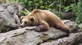 Не стреляйте в спящих медведей