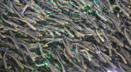 На Камчатке рыбзаводы начали выпускать мальков лосося в реки