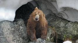 В Хакасии просыпаются медведи