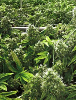 Конопля в алтайском крае марихуана и другие препараты