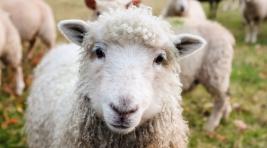Правительство Хакасии надеется влить свежую кровь в овцеводство