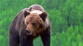 В Якутии медведь растерзал геолога компании «Алроса»