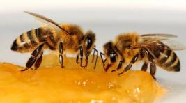 В Красноярске решили использовать пчел для контроля за экологической обстановкой