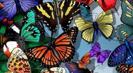В музейно-культурном центре Хакасии летают тропические бабочки