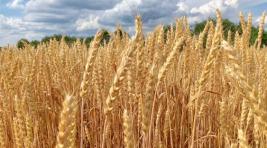 В России выведен новый сорт пшеницы
