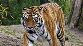 В Хабаровском крае застрелили тигра-убийцу