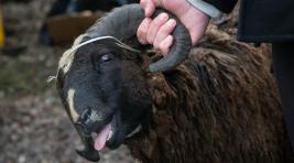 В Хакасии ради легких денег сельчанин крал овец и поросят