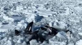 У побережья Хоккайдо в ледовый плен попала группа косаток
