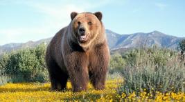 Медведь забрался на территорию школы в Красноярском крае