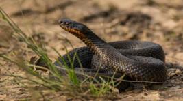 В Иркутской области заметили нашествие змей
