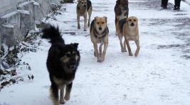 Черногорским властям придется что-то делать с бродячими собаками