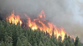 Авиалесоохрана отметила рост площади лесных пожаров