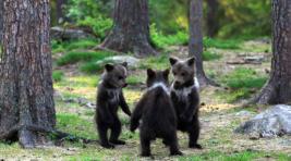 В Шушенском бору грибников встречают медведи