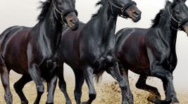 Жительница Красноярского края выдумала лошадей и неплохо на них заработала
