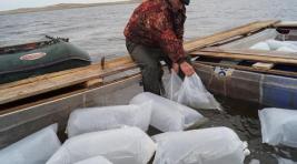 Рыборазведение в Хакасии уверенно движется вперед