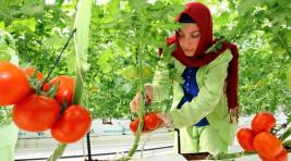 Анкара пригрозила ответными мерами на запрет ввоза томатов в Россию