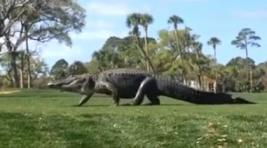 Гигантский аллигатор прервал турнир по гольфу в Южной Каролине