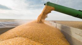 В России усложнили вывоз зерна, металлолома и сои