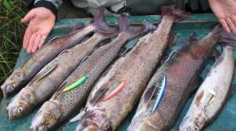 В Хакасии рыбаки выловили полтонны хариуса, за что могут попасть под уголовное преследование