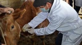 В Хакасии началась вакцинация скота от узелкового дерматита