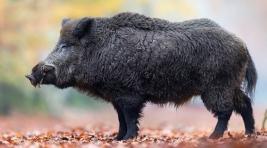 В Приморье у диких кабанов выявили африканскую чуму свиней