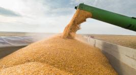 Турция и ООН хотят вновь запустить «зерновую сделку»