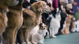 Собак-нарушительниц в Хакасии не допустили до выставки