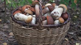 Жителям Хакасии не рекомендует собирать грибы в одиночку