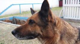 УФСИН Хакасии ищет новых хозяев для служебных собак-пенсионеров
