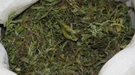 У жителя Минусинска изъяли более 6 кг марихуаны