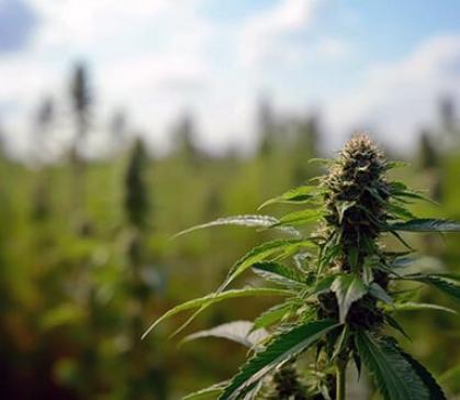 Черногорец тайно хранил дома у приятеля марихуану и гашишное масло