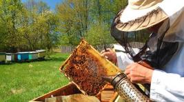Пчеловоды Хакасии решили легализоваться и выйти из тени?
