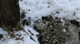 В лесах Хакасии рассыпали пять тонн соли и развесили веники