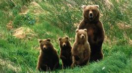 Американская семья поселила во дворе 14 медведей